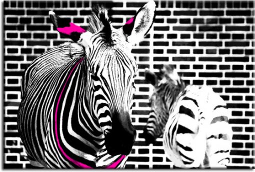 obraz zebra