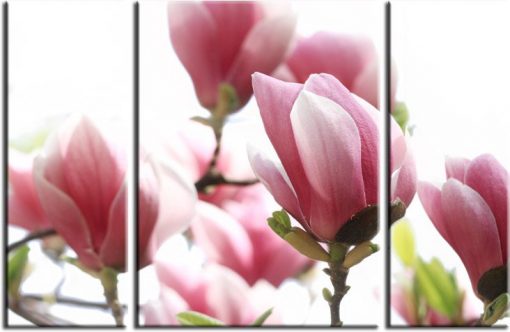 obraz magnolia