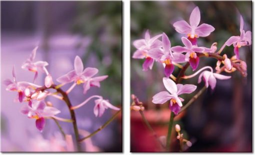 obrazy z orchideami