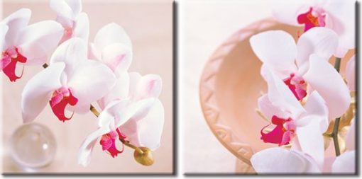 obrazy z orchideami