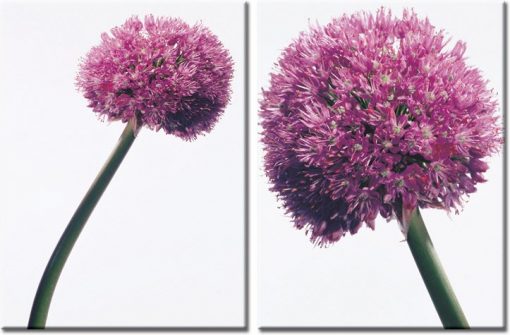 obrazy kwiaty czosnku