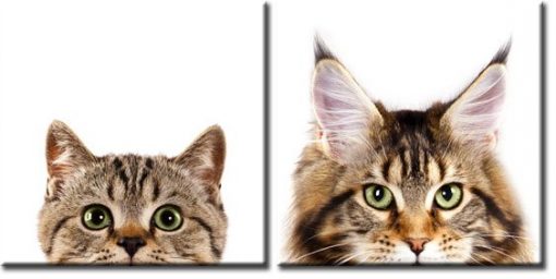 dwa koty na obrazach dyptykach