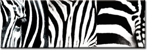 obraz z zebrą