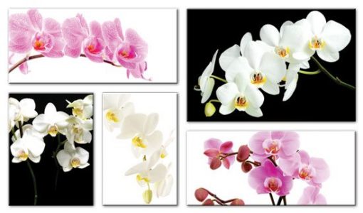 kaskada orientalne orchidee