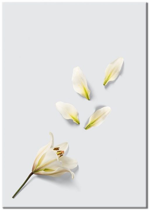 Obraz z białym kwiatem Lili