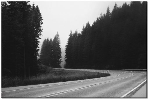 czarno-biały obraz z drogą i drzewami