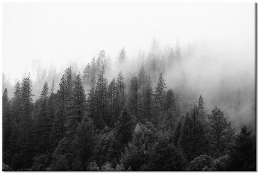drzewa wśród mgły biało-czarne